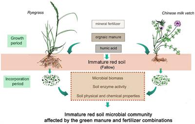 Various green manure-fertilizer combinations affect the soil microbial community and function in immature red soil